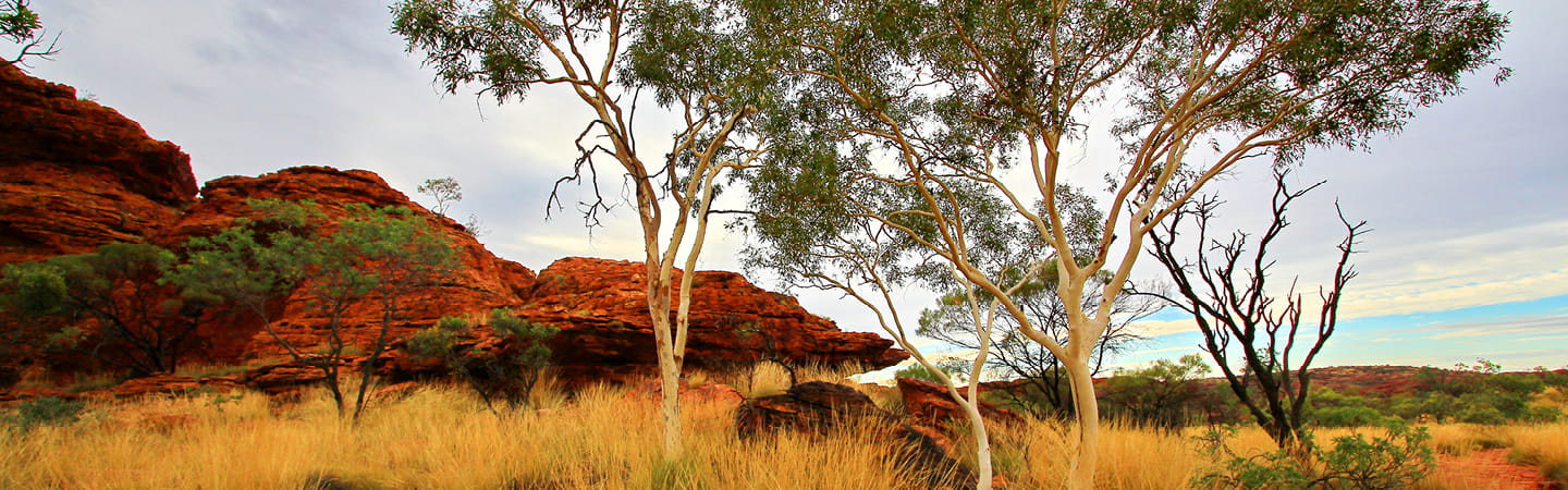 Group of trees in grass with red rocks in background