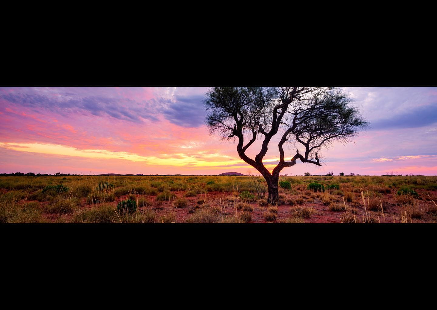 Sunset with tree on red soil and grassy landscape