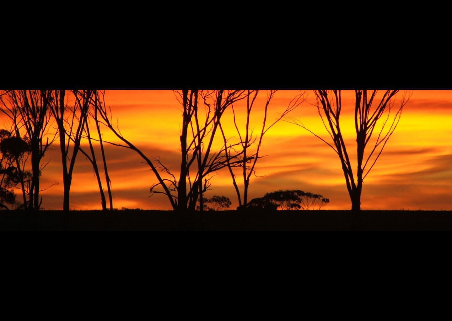 Sunset with silhouette of trees