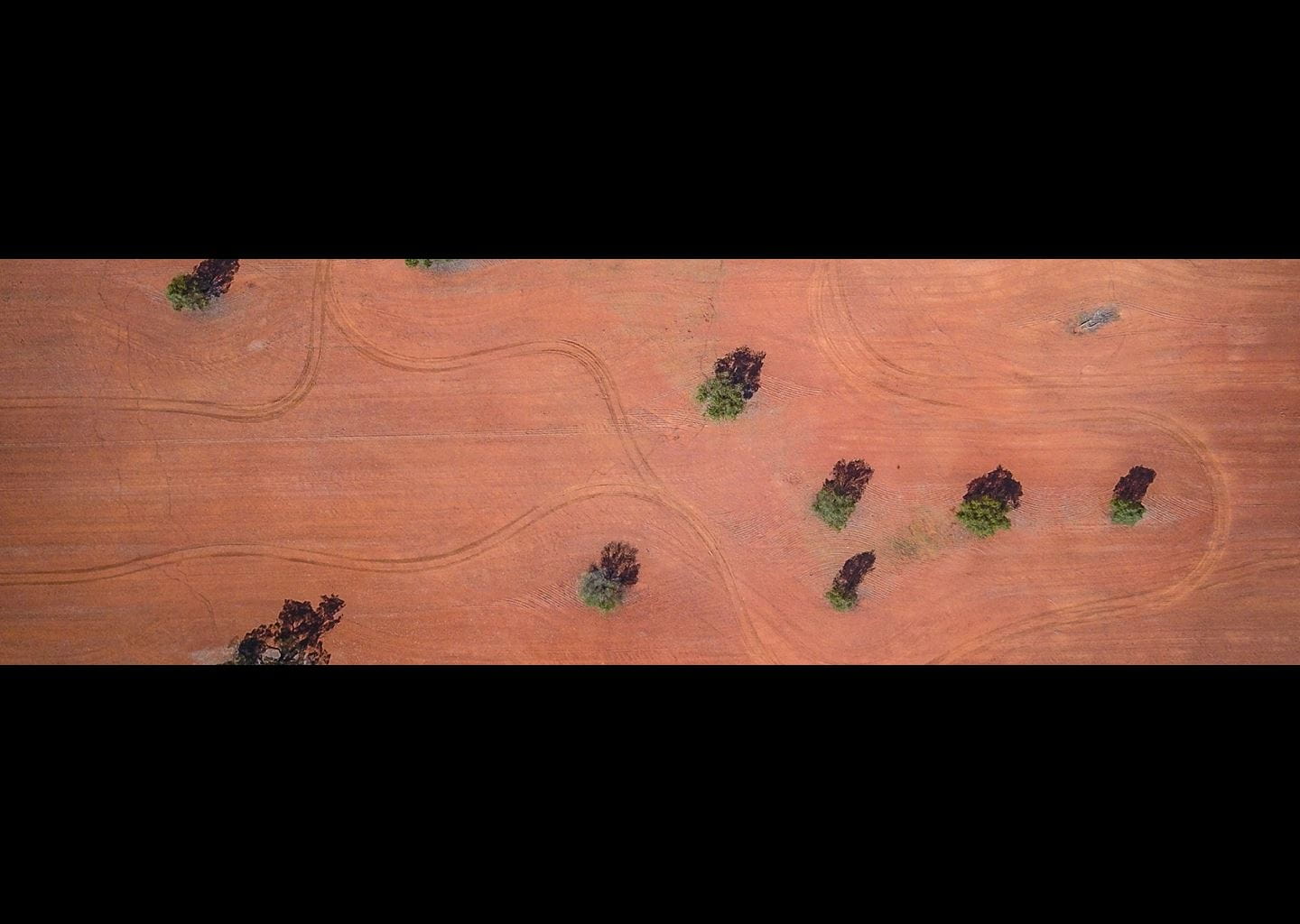 Aerial of widely spaced trees on red dry soil