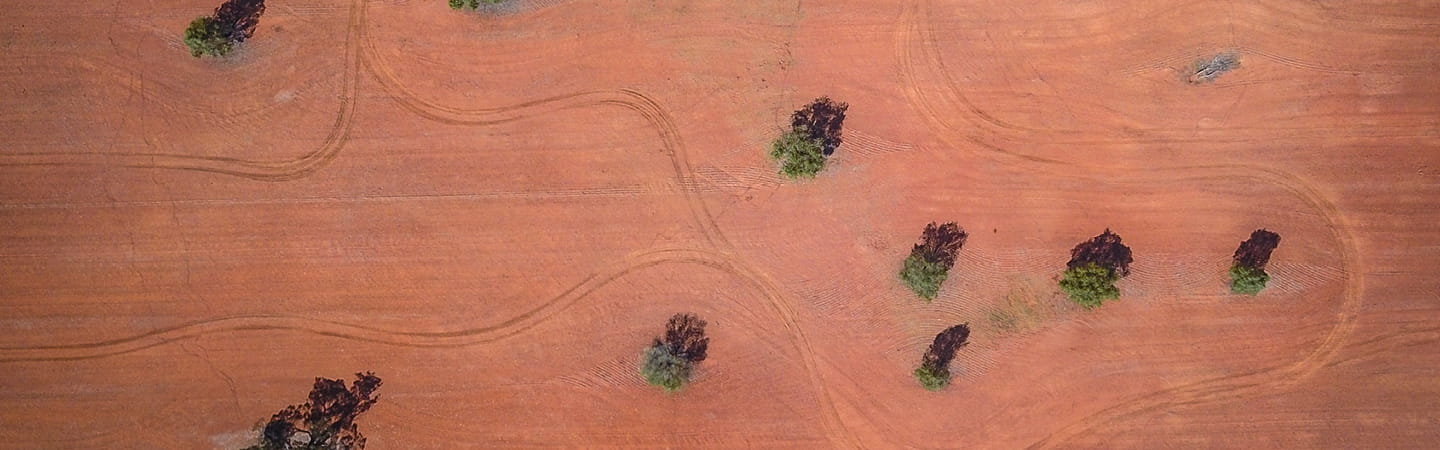 Aerial of widely spaced trees on red dry soil